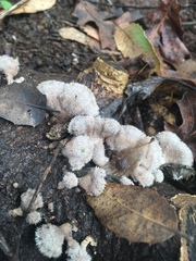 Schizophyllum commune