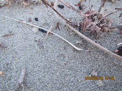 Anoteropsis litoralis