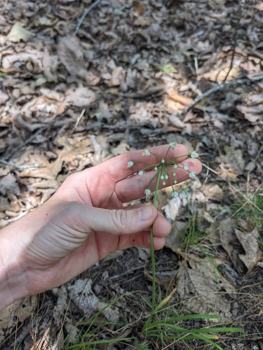 Image of Lillydale Onion (Allium oxyphilum) by (c) Alaina Krakowiak, some rights reserved (CC BY)