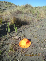 Anoteropsis litoralis