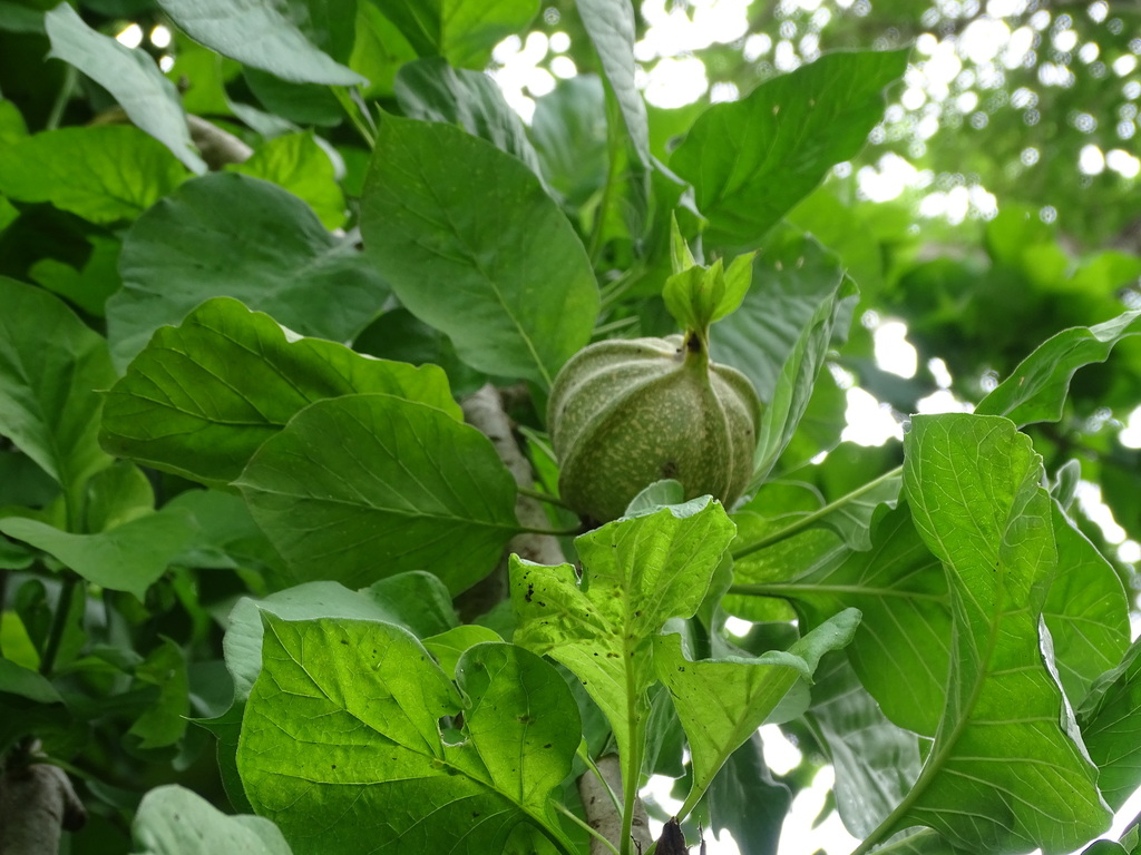 Randia tetracantha