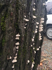 Schizophyllum commune