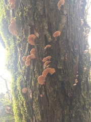Schizophyllum commune
