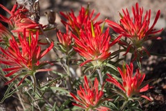 Castilleja chromosa