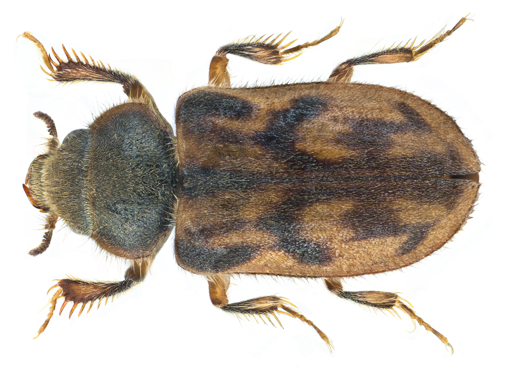 Augyles maritimus
