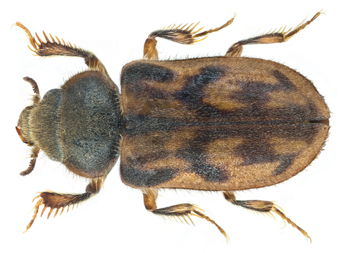 Augyles maritimus