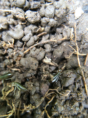 Forficula auricularia