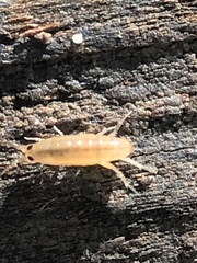 Arcitalitrus sylvaticus