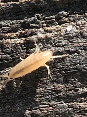 Arcitalitrus sylvaticus