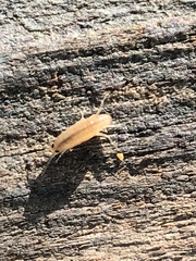 Arcitalitrus sylvaticus