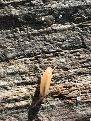 Arcitalitrus sylvaticus