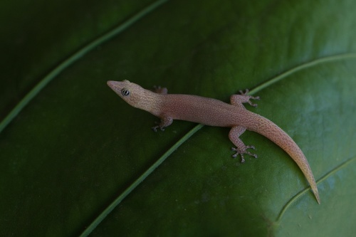 Ashy Gecko