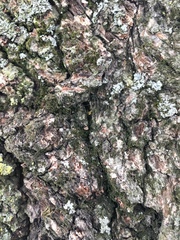 Orthotrichum ohioense