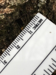 Orthotrichum ohioense