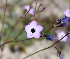 Gilia tenuiflora