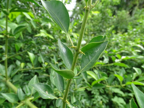 Pisonia aculeata iNat (1)