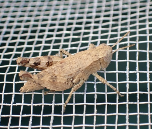Photo of Common Maquis Grasshopper (Pezotettix giornae)