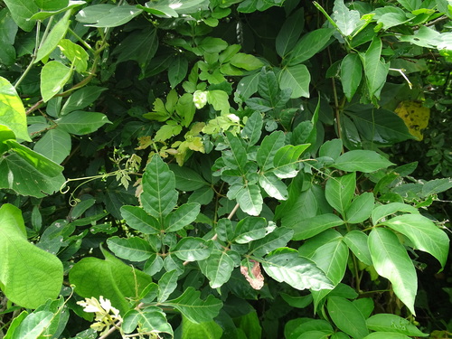 Bejuco cuadrado (Serjania triquetra)