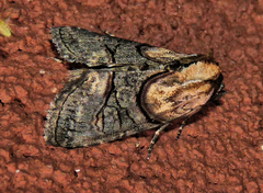 Abrostola ovalis