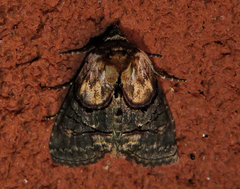 Abrostola ovalis