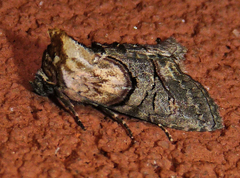 Abrostola ovalis