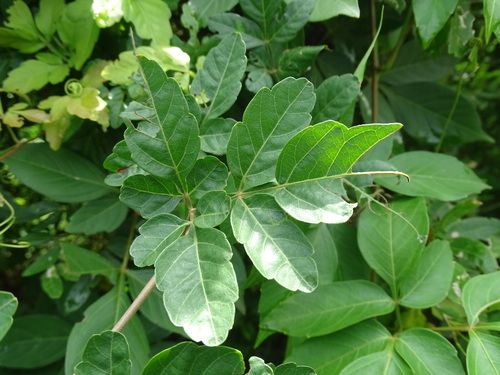 Image of Serjania triquetra by (c) Alexis López Hernández, some rights reserved (CC BY)