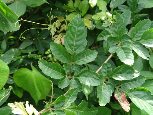 Image of Serjania triquetra by (c) Alexis López Hernández, some rights reserved (CC BY)