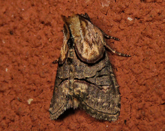 Abrostola ovalis