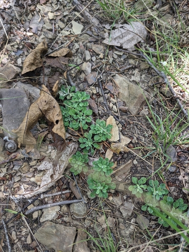 Antennaria virginica, photograph 6