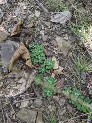 Antennaria virginica, photograph (c) Alaina Krakowiak, some rights reserved (CC BY)
