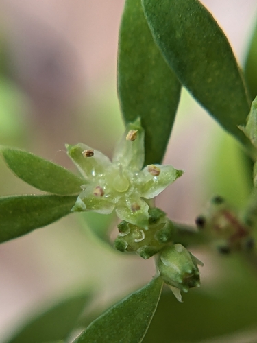 Image of Paronychia montana by (c) Alaina Krakowiak, some rights reserved (CC BY)