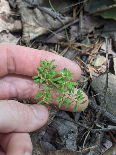 Image of Paronychia montana by (c) Alaina Krakowiak, some rights reserved (CC BY)