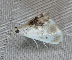 Lipocosma adelalis