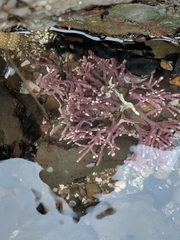 Calliarthron tuberculosum