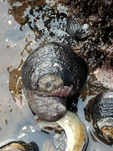 Turbinidae