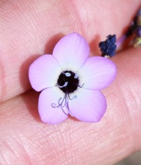 Gilia tenuiflora