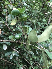 Putterlickia neglecta