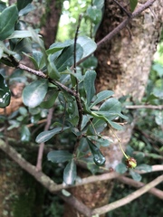 Putterlickia neglecta