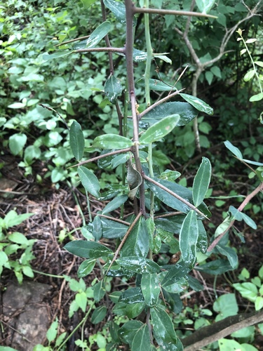 False-Spikethorn (Putterlickia neglecta)
