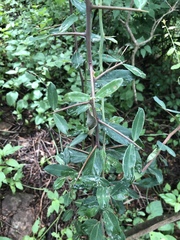 Putterlickia neglecta