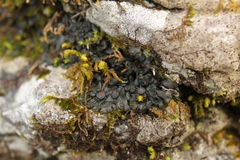 Enchylium coccophorum
