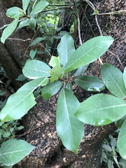 Ficus burkei
