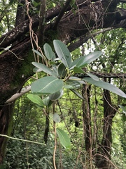 Ficus burkei
