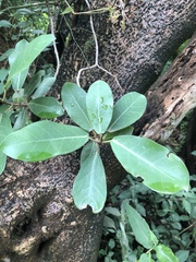 Ficus burkei
