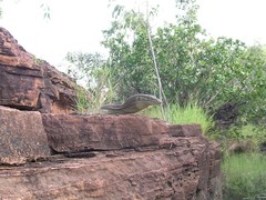 Varanus mertensi
