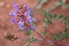 Astragalus preussii