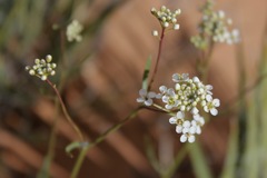 Lepidium fremontii