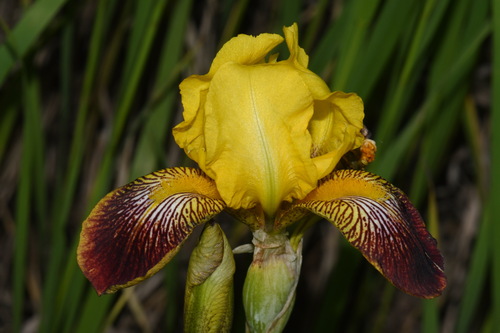 Iris × hybrida