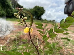 Senna occidentalis image