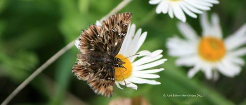 Saltarina rayada Mexicana